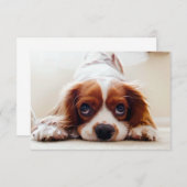 Carte De Remerciements Cavalier Charles Spaniel (Devant / Derrière)