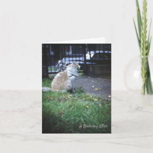 Carte De Remerciements Chat Anniversaire