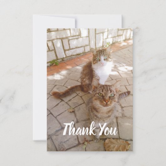 Carte De Remerciements Chats dans la rue (Devant)