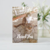 Carte De Remerciements Chats dans la rue (Debout devant)