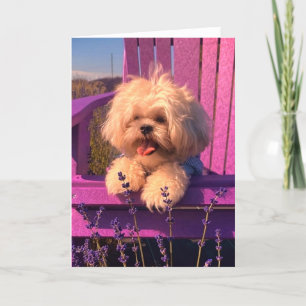 Carte De Remerciements Cher Chih Tzu Chiot Souriant (Jours De Chien)