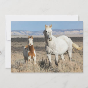 Carte De Remerciements Chevaux sauvages chez eux dans le bassin de Sandwa