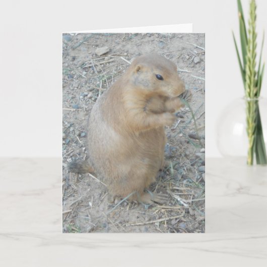 carte de remerciements "Chien des Prairies n° 1" (Devant)