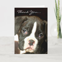 Chiot de boxer Brindle