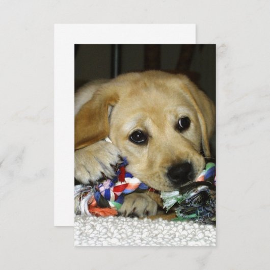 Carte De Remerciements chiot labrador jaune LR avec jouet (Devant / Derrière)