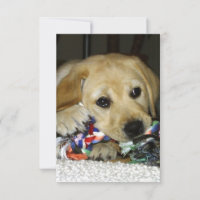 chiot labrador jaune LR avec jouet