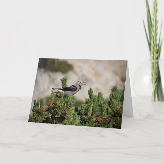 Carte De Remerciements Clark's Nutcracker - Yosemite (Devant)