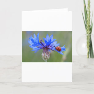 Carte De Remerciements Coccinelle Fleurs Bleues Art Amour Paix Destinée V