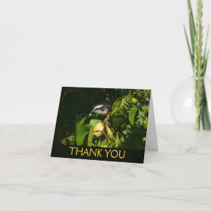 Carte De Remerciements Colibri à gorge blanche mangeant Photographie trop