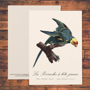 Carte De Remerciements Conure de Caroline, Conuropsis carolinensis