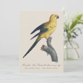Carte De Remerciements Conure soleil Aratinga solstitialis (Debout devant)