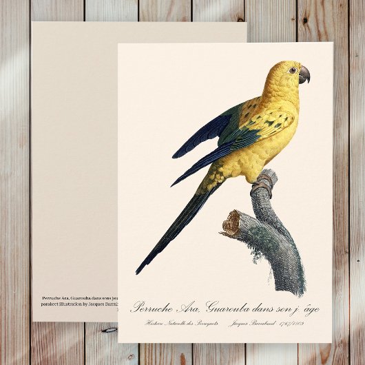 Carte De Remerciements Conure soleil Aratinga solstitialis