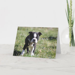 Carte De Remerciements Cute Boston Terrier Blank