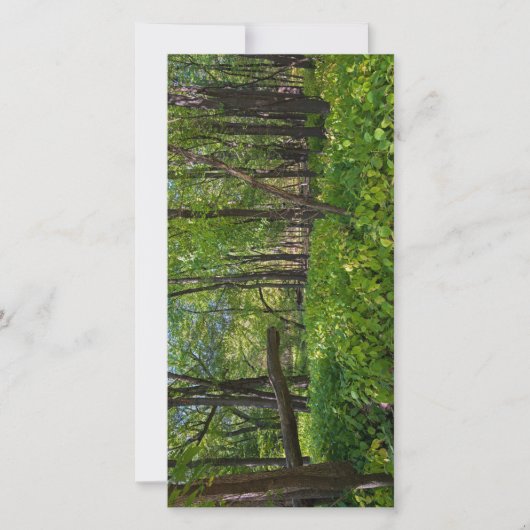 Carte De Remerciements dans la forêt à fort snelling state park (Devant)