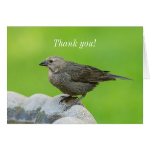 Carte de remerciements de colibri à tête Brown