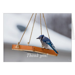 Carte de remerciements de déjeuner Blue Jay