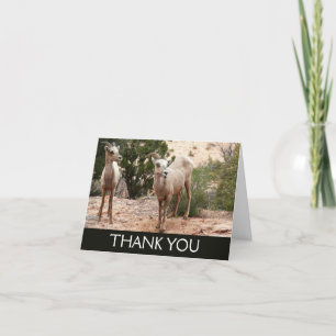 Carte De Remerciements Drôle Mouton de Bighorn dans le parc national Zion