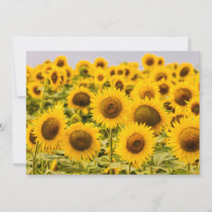 Carte De Remerciements Farms A Sunflower Field