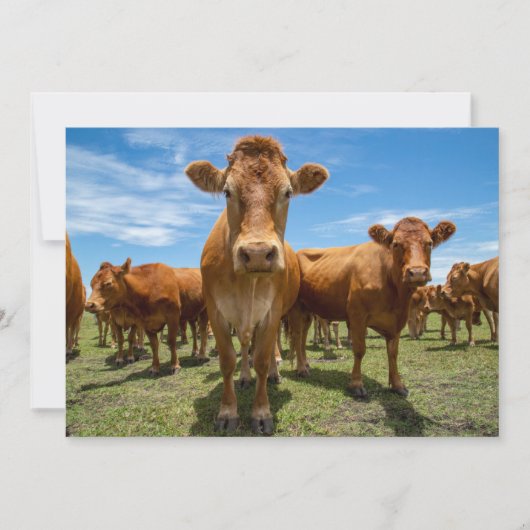 Carte De Remerciements Farms | Brown Cow Group (Devant)