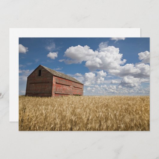 Carte De Remerciements Fermes | Vielle grange rouge en champ de blé (Devant / Derrière)