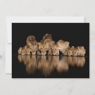 Carte De Remerciements Fierté de lions buvant au point d'eau la nuit