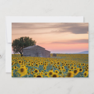 Carte De Remerciements Fleurs   Champ de Tournesols Provence, France