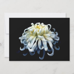 Carte De Remerciements Fleurs   Chrysanthème blanc
