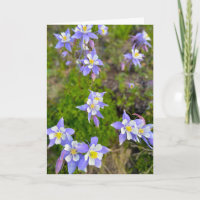 Fleurs colorées de l'Ancolie en bleu violet jaune