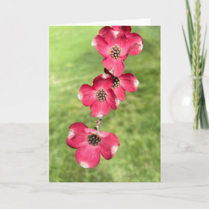 Carte De Remerciements Fleurs de bois de chien rose
