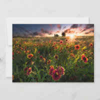 Fleurs | Fleur sauvage indien Texas