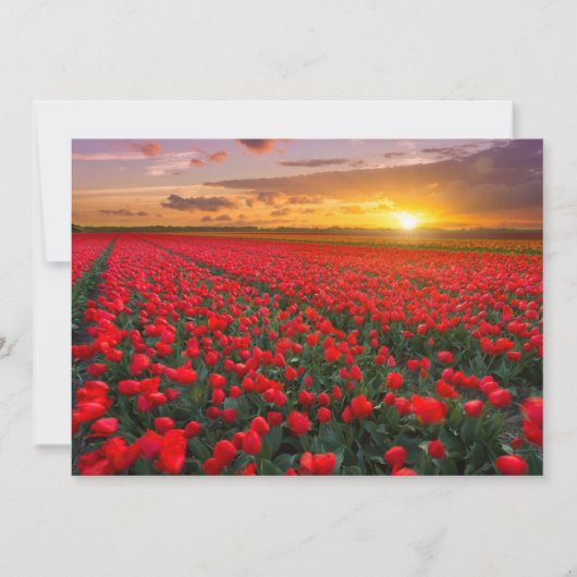 Carte De Remerciements Fleurs | Jardin botanique Hollande (Devant)