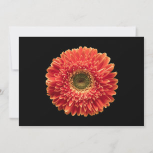 Carte De Remerciements Fleurs Orange Gerbera Daisy