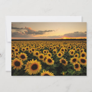 Carte De Remerciements Fleurs Terrain de tournesol