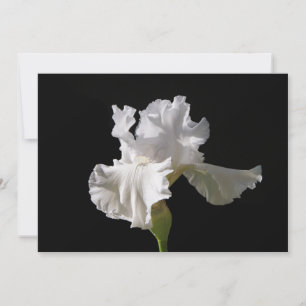 Carte De Remerciements Fleurs White Iris