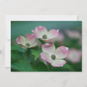 Carte De Remerciements Flowers (homonymie)   Blossoms de Dogwood