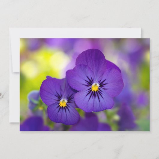 Carte De Remerciements Flowers | Purple Pansies (Devant)