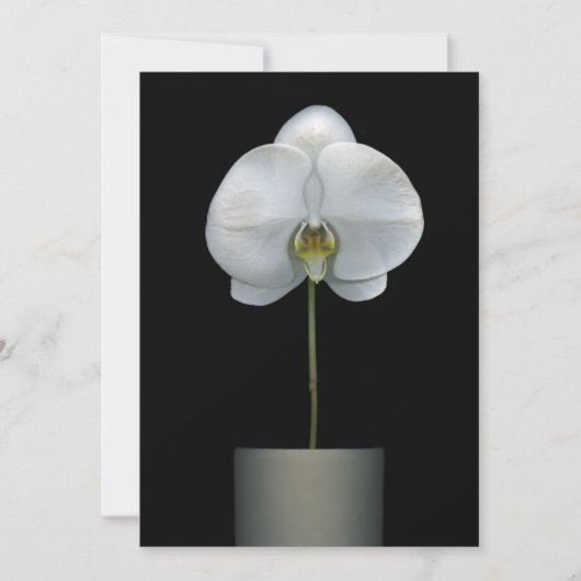 Carte De Remerciements Flowers | White Orchid Flower (Devant)