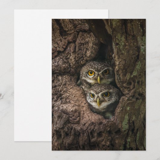 Carte De Remerciements Forests | Two Owls Looking (Devant / Derrière)