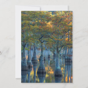 Carte De Remerciements Forêt de cyprès de bassin