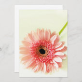 Carte De Remerciements Gerbera Daisy (Devant / Derrière)