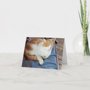 Carte De Remerciements Gingembre et chat blanc