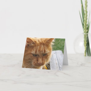 Carte De Remerciements Ginger cat