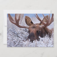 Glace & Neige | Parc national de Grand Teton, Wyom