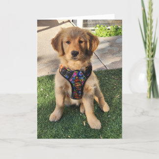 Carte De Remerciements Golden Retriever all occasion card