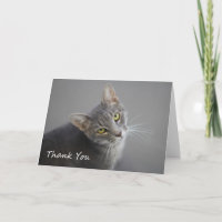 Gray Tabby Cat