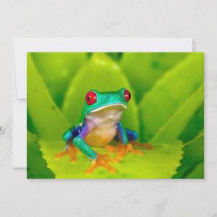 Carte De Remerciements Grenouille aux yeux rouges, Costa Rica