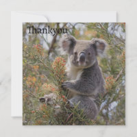 Grevillea Koala Bear,