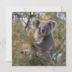 Carte De Remerciements Grevillea Koala Bear,