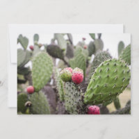 Gros plan sur le cactus de figue de barbarie