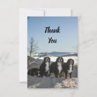 groupe de chiens de montagne bernais